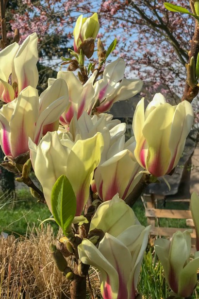 Магнолия Санрайз|Magnolia ’Sunrise’|Магнолія гібридна Санрайз